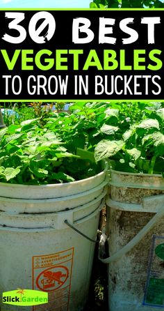 two buckets full of vegetables with the words 30 best vegetables to grow in buckets