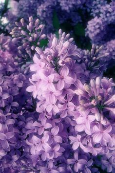 purple flowers are blooming in the garden