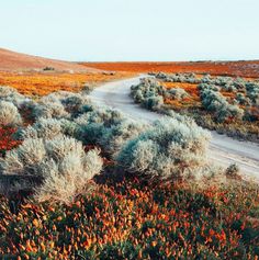 a dirt road in the middle of a field with orange and blue flowers on it