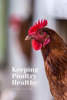 a close up of a rooster with the words keeping poultry healthy on it's forehead