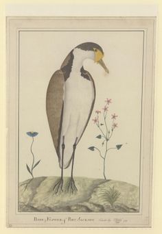 an illustration of a bird standing on top of a hill with flowers in the background