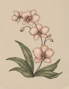 a drawing of two flowers with green leaves