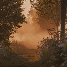 an image of a foggy path in the woods at sunset or sunrise time with trees and bushes on either side