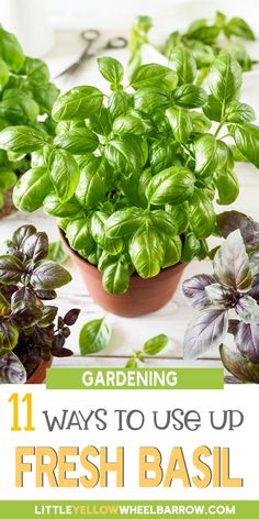 fresh basil growing in a pot with text overlay that reads gardening 11 ways to use up fresh basil