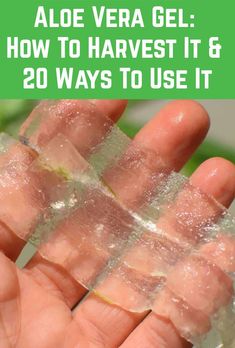 a hand holding aloe vera gel how to harvest it and 20 ways to use it