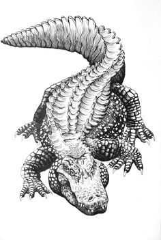 an alligator is shown in this black and white drawing, it's head turned to the side