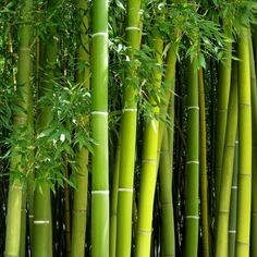 the tall bamboo trees have green leaves on them