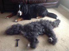 a dog laying on the floor next to a pile of hair that has been cut off