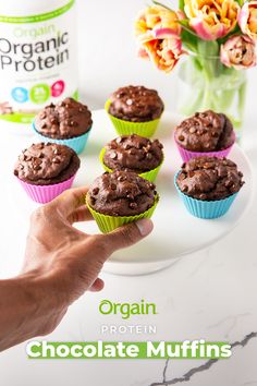 chocolate muffins being held up by a hand with organic protein in the background