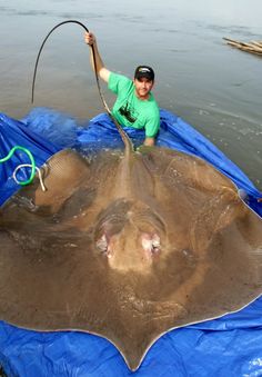 a man in green shirt standing on top of a large stingfish