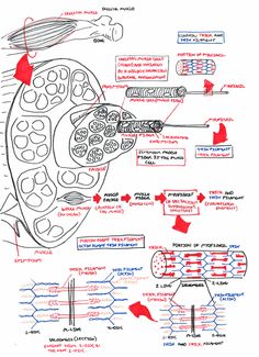 a diagram of the structure of an animal's cell and how it is made