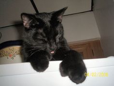 a black cat laying on top of a white refrigerator freezer next to a wall