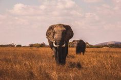 two elephants standing in the middle of a field