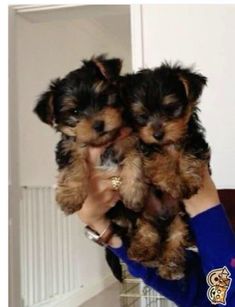 a woman holding two puppies in her arms while they are being held by someone