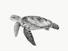 a black and white drawing of a sea turtle