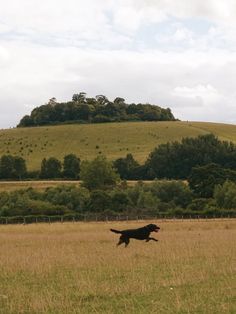 a dog running through a field with a hill in the background