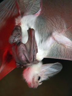 a bat hanging upside down with its wings spread out and it's eyes open