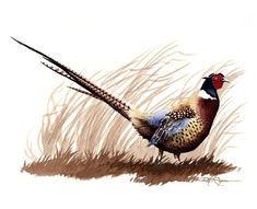 a painting of a pheasant standing in the grass with its tail spread out