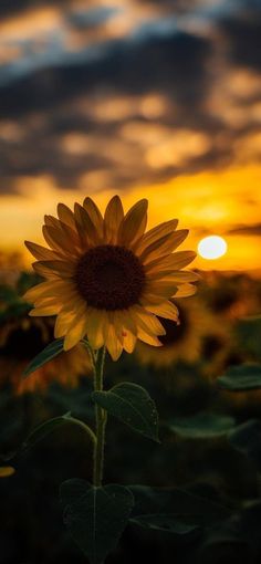 a sunflower in the foreground with an orange sky and dark clouds behind it