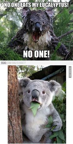 there is a koala bear that is holding a leaf in its mouth and looking at the camera