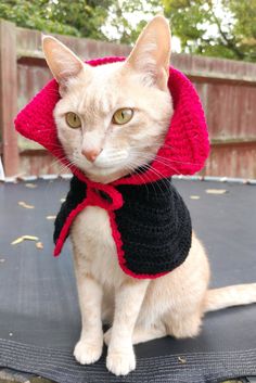 a cat sitting on top of a trampoline wearing a red and black scarf