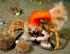 a crab with an orange hat on it's head sitting in the sand next to sea urchins