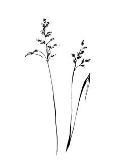 two plants are shown in black and white on a white background, with one plant sprouting from the top