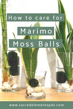 three glass vases with plants in them and the words how to care for marinano moss balls