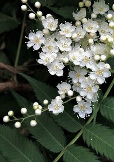 Flowers For Dreams,  Linda's favorite. Tiny White Flowers, Trendy Flowers, White Gardens, Gardening Supplies, Exotic Flowers, Beautiful Blooms, Ikebana, Love Flowers, Horticulture