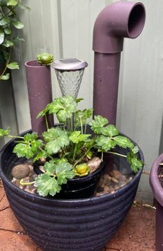 three potted plants are sitting on the ground