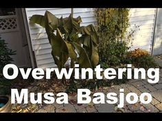 the words overwinting musa basilo in front of a house