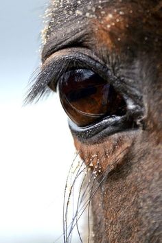 the eye of a brown horse with snow on it