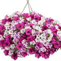 purple and white petunias hanging from a chain