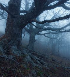 an old tree in the middle of a foggy forest