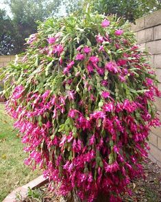 purple flowers are blooming in a pot on the side of a brick wall near a garden