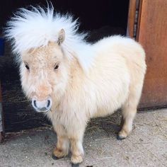 a small pony with white hair standing in front of a door