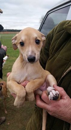 a man holding two puppies in his hands while another dog looks at the camera