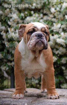 a brown and white dog standing on top of a rock