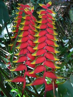 red and yellow flower with green leaves in the background