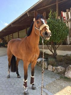 a brown horse standing on top of a stone walkway