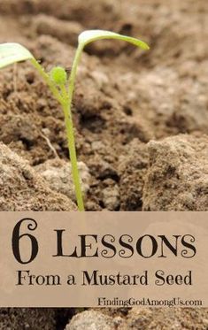 a small plant sprouting from the ground with text reading 6 lessons from a mustard seed