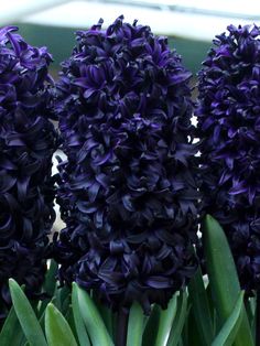 purple flowers with green leaves in the foreground