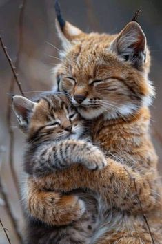 two small kittens cuddle together on a branch in front of some bare branches