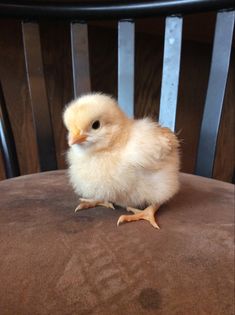 a small chicken sitting on top of a wooden chair