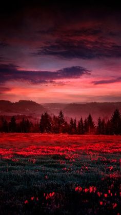 the sun is setting over a field with trees and flowers in it, while the clouds are red