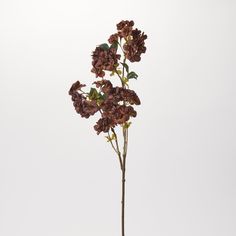 a plant with purple flowers in a vase