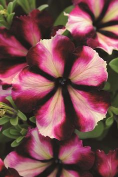 purple and white flowers with green leaves in the background