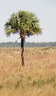 a giraffe standing next to a tall palm tree in the middle of a field