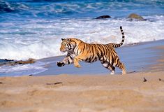 a tiger running on the beach towards the water