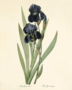 two blue irises with green leaves on a white background, from the natural history of flowers